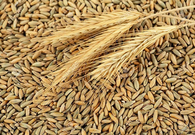 Rye